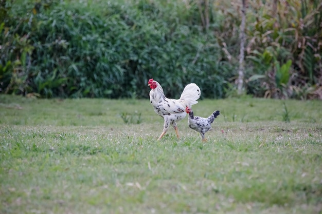 Poulets mangeant le buisson de divers types et tailles sur l'herbe dans le domaine