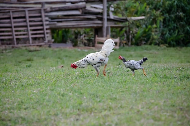 Poulets mangeant le buisson de divers types et tailles sur l'herbe dans le domaine