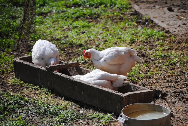 Les poulets mangent du maïs dans le poulailler