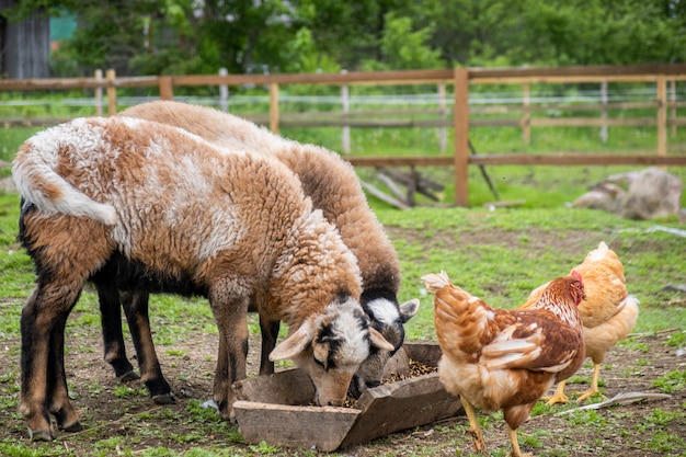 Poulets, moutons dans la cour de volaille