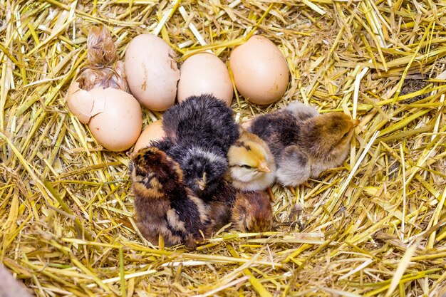 Poulets nouveau-nés sur un nid de paille dans une ferme_