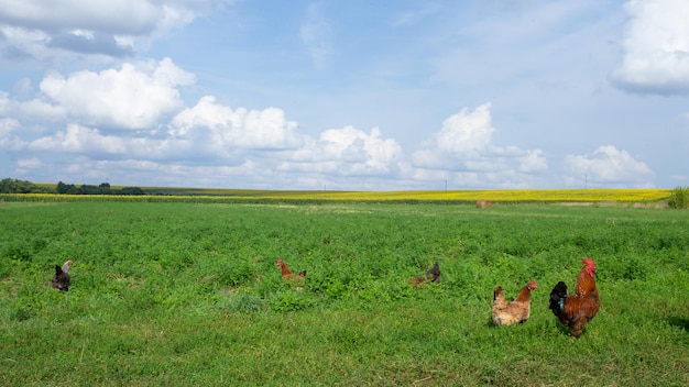 Des poulets paissent près des champs verts et jaunes du village Photo de haute qualité