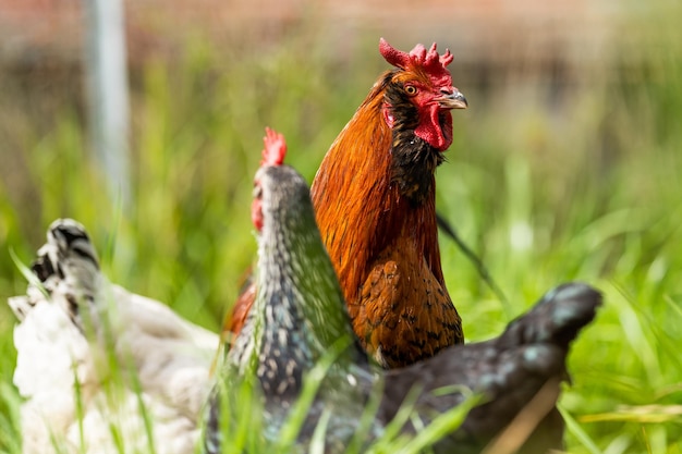 Poulets poules et chook dans un poulailler de campagne dans une ferme et un ranch en Australie