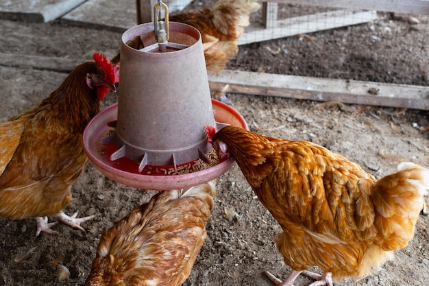 Poulets ou poules dans une ferme avicole traditionnelle en plein air