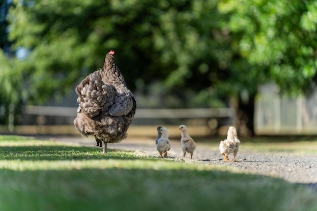 Photo poulets et poulets paissant et mangeant de l'herbe dans une ferme biologique en liberté dans un poulailler de campagne sur une ferme et un ranch en australie au printemps