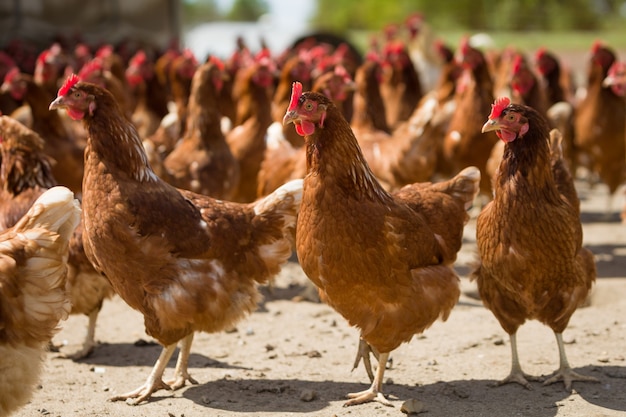 Poulets rouges dans une ferme dans la nature. Poules dans une ferme en plein air. Poulets marchant dans la cour de la ferme.