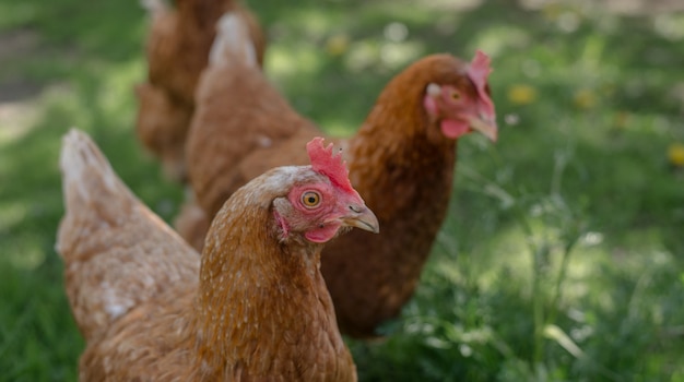 Poulets rouges dans une ferme dans la nature