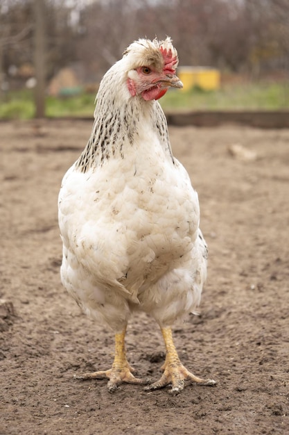 Poulets rouges domestiques dans la nature