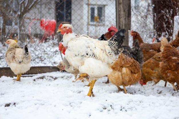 Poulets rouges sur le sol enneigé