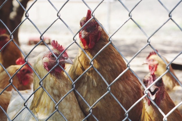 Poulets