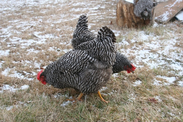 Photo poulets