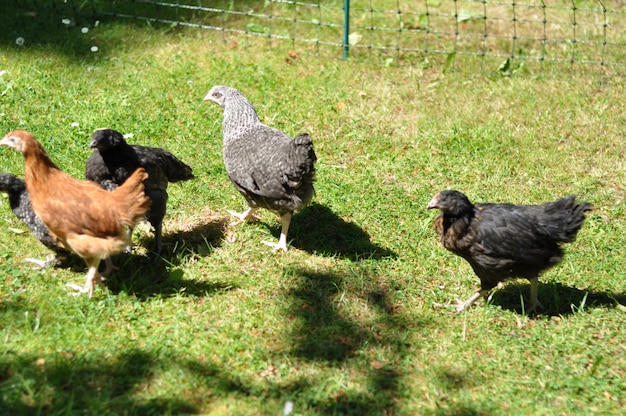 Photo poulets