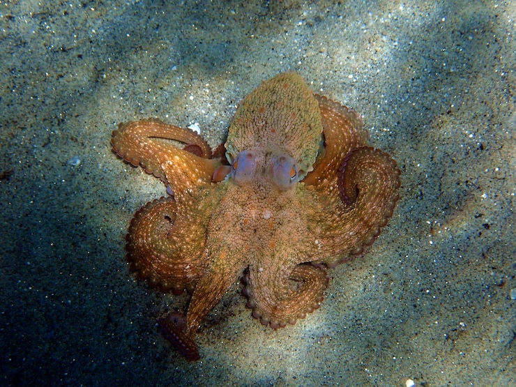Photo poulpe méditerranéen commun - octopus vulgaris