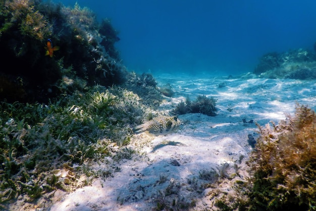 Photo poulpe à taches blanches arothron hispidus sous-marin