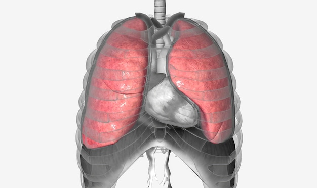Les poumons sont une paire d'organes extensibles spongieux situé w