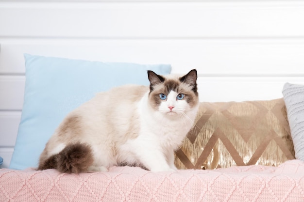 Une poupée de chiffon moelleuse aux yeux bleus en parfaite forme se dresse sur une couverture tricotée rose parmi des oreillers. Chats aux yeux bleus. Soins aux animaux. Produits de soins pour animaux de compagnie. Garder des animaux. Nourriture pour chats à poils longs. La vie à la maison.