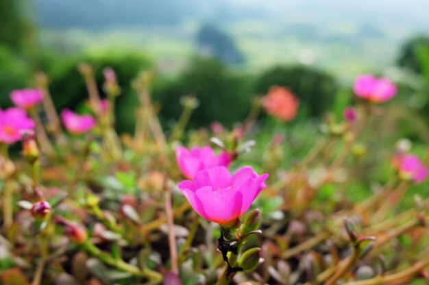 Pourpier commun rose Petites fleurs de berce du Caucase.