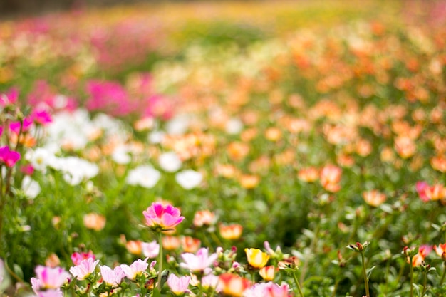 Le pourpier commun Verdolaga ou la petite Berce du Caucase fleurissent au soleil du matin