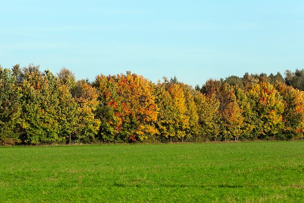 Poussant à l'orée de la forêt d'érables recouverts au début de la saison d'automne de feuillage multicolore, jaune et rouge