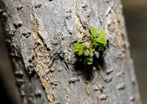 Une pousse d'une branche d'arbre à côté d'un chemin de campagne