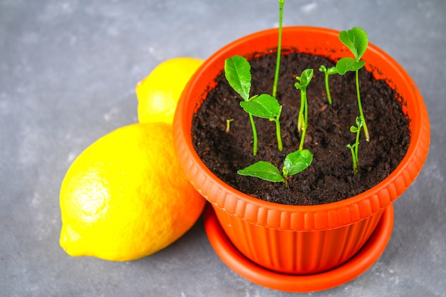 Une pousse de citron vert dans un pot. Semis des os. Fruit de citron mûr à côté d&#39;un arbre.