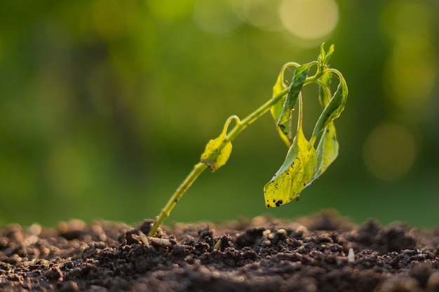 Pousse flétrie mourant dans la terre