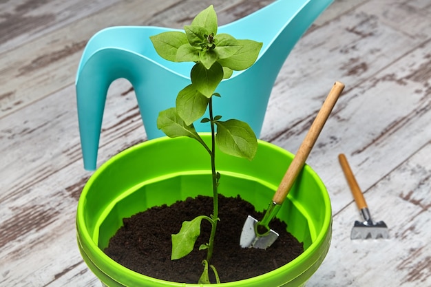 Pousse d'une fleur de pétunia en pot vert dans le contexte d'un arrosoir turquoise