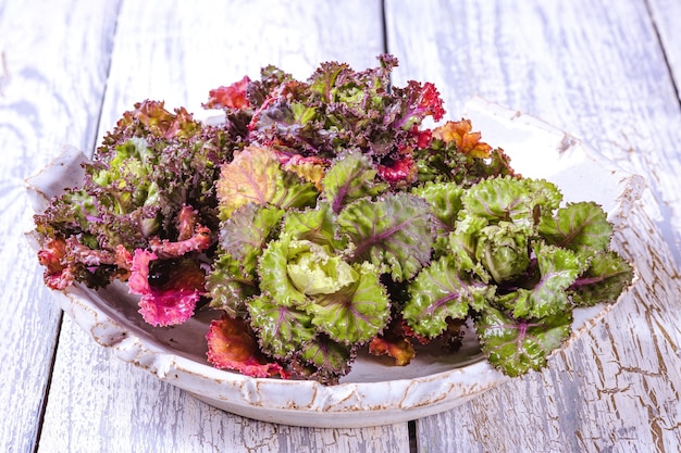 Photo pousse de fleurs de kalettes fraîches, saines et colorées sur un fond en bois.