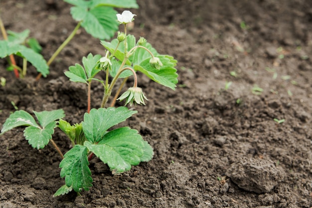 Pousse de jeunes fraises dans le sol.