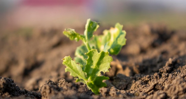 La pousse des légumineuses de pois est endommagée par les insectes ravageurs Destruction des cultures de pois sur l'agriculture