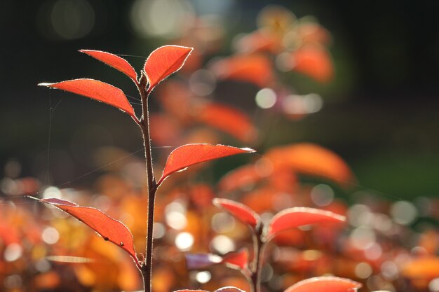 Pousse macro d'une branche d'épine-vinette avec des feuilles rouges en contre-jour sur un arrière-plan flou