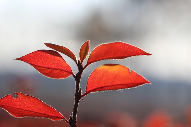 Pousse macro d'une branche d'épine-vinette avec des feuilles rouges en contre-jour sur un fond abstrait