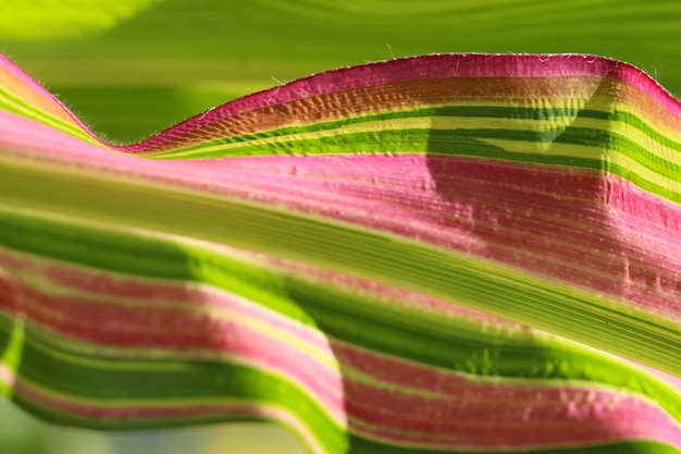 Pousse macro d'une feuille de maïs comme arrière-plan naturel combiné d'une couleur vert vif avec des lignes roses