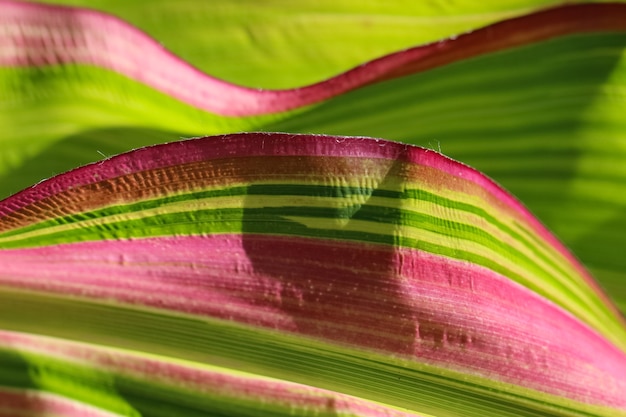 Pousse macro d'une feuille de maïs comme arrière-plan naturel combiné d'une couleur vert vif avec des lignes roses