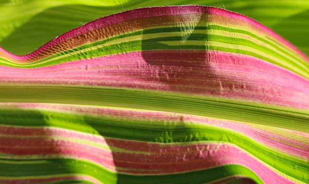 Pousse macro d'une feuille de maïs comme arrière-plan naturel combiné d'une couleur vert vif et de lignes roses