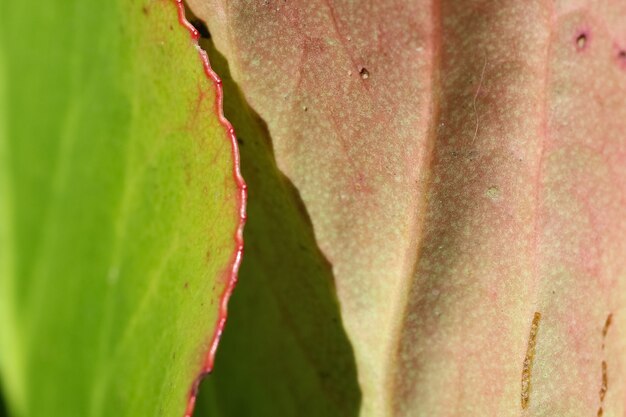Pousse macro d'une feuille verte avec un bord rouge au soleil comme arrière-plan naturel ou texture