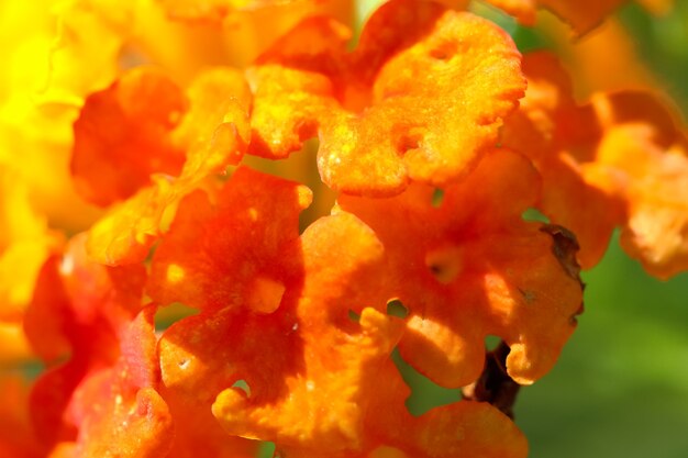 Pousse macro de petites fleurs oranges comme arrière-plan naturel ou texture