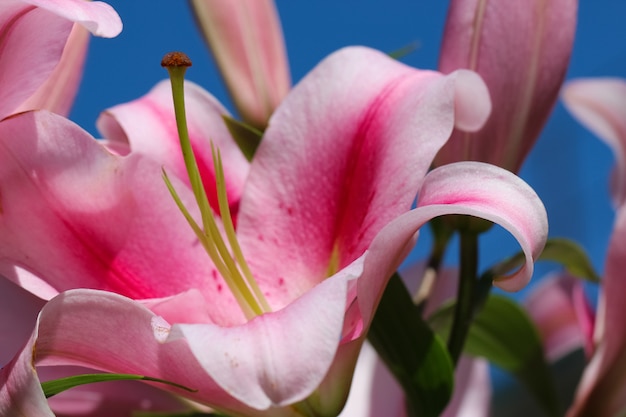 Pousse macro d'un pistils de lis rose pétales d'étamines au soleil