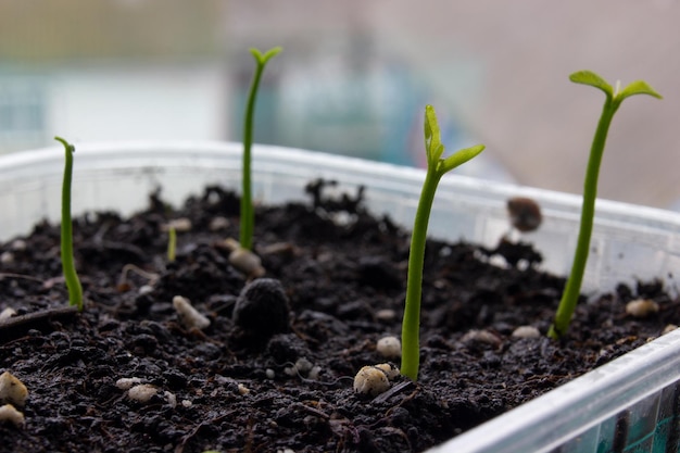 Pousse de mandarinier Une petite plante dans un plateau a étalé ses feuilles Cultiver des agrumes à la maison