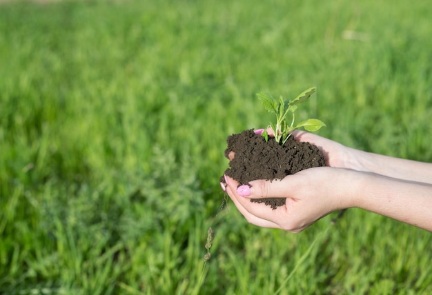 La pousse d'une plante dans le sol sur les mains