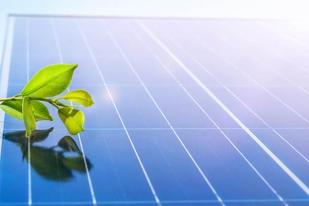 Pousse de plante de ficus sur le fond de panneau solaire