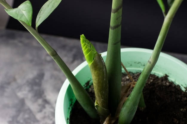 Pousse de plante d'intérieur Zamioculcas sur fond noir