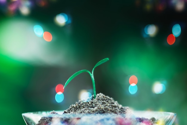 Pousse de plus en plus dans le verre avec concept de fond, nature et soins de bokeh