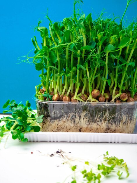 Une pousse de pois vert isolée sur un bleu