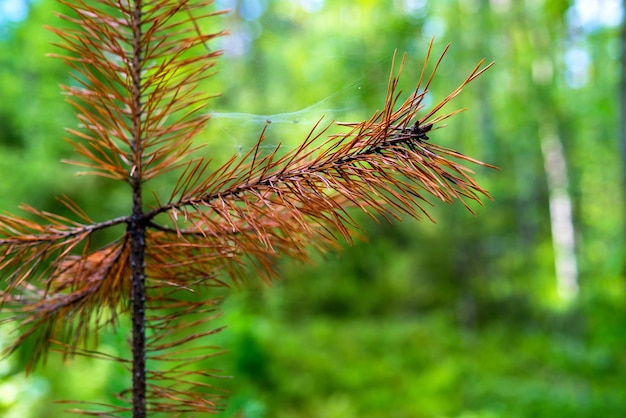 une pousse sèche ou un jeune arbre d'un pin sur fond d'indistinct