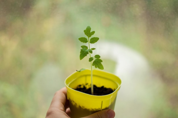 Pousse de tomate dans un pot vert à la main sur un arrière-plan flou avec un espace réservé au texte