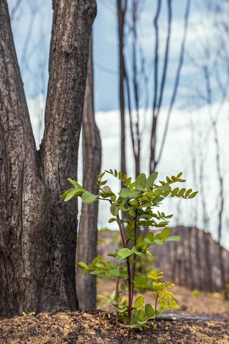 Photo une pousse verte après les incendies de forêt dans la région d'evros grèce parnitha evia euboea canada amazonie période de printemps