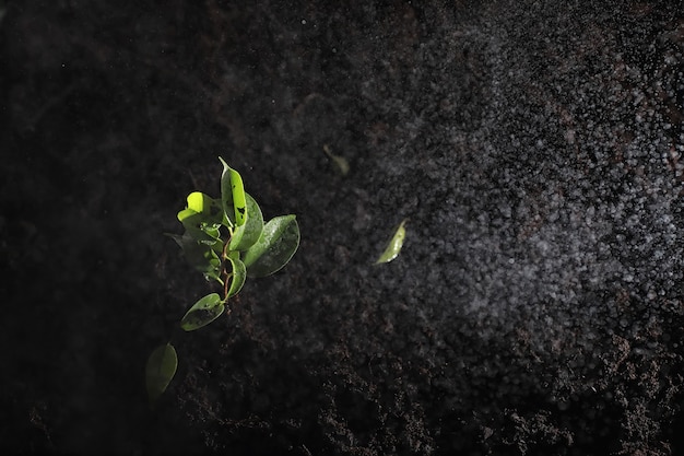 Pousse verte au sol. Notion de printemps. Semis dans le sol. Actualiser la nature est une idée. Les mains plantent une pousse dans le sol.