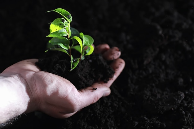 Pousse verte au sol. Notion de printemps. Semis dans le sol. Actualiser la nature est une idée. Les mains plantent une pousse dans le sol.