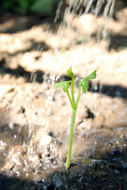 Pousse verte dans le sol à l'extérieur